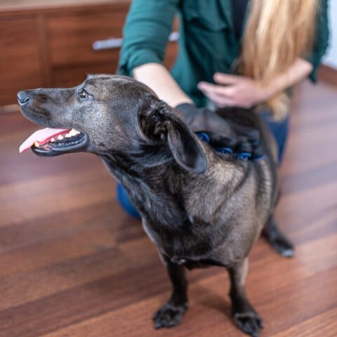 Alternative view of Rękawica do czesania psa