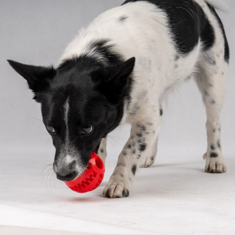 Alternative view of Piłka Dentystyczna dla Psa na Smaczki Przysmaki Gryzak Zabawka Czerwona
