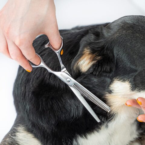 Alternative view of SREBRNE NOŻYCZKI do strzyżenia Psów ZESTAW do strzyżenia 3 rodzaje Nożyczek + Grzebień