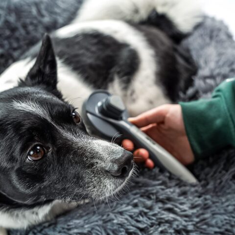 Alternative view of Szczotka samoczyszcząca do sierści dla psa, kota RAGI