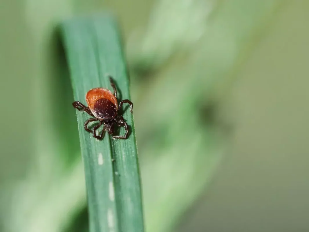 Niebezpieczne kleszcze dla psów, jak bezpiecznie usunąć kleszcza