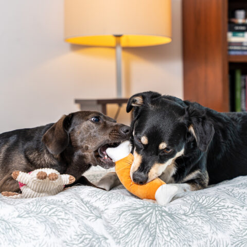 Alternative view of Zabawki dla psa Szarpaki Pluszaki Gryzaki zestaw 7 sztuk Miękkie Wytrzymałe