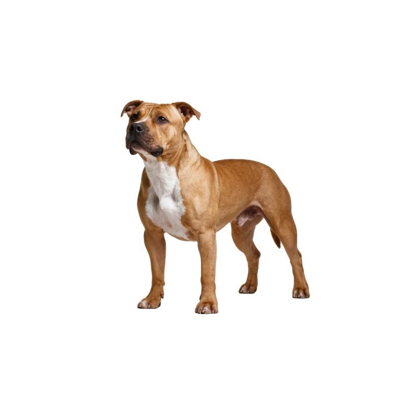 Pies rasy Amstaff – zdjęcie główne