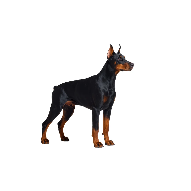 Pies rasy Doberman – zdjęcie główne