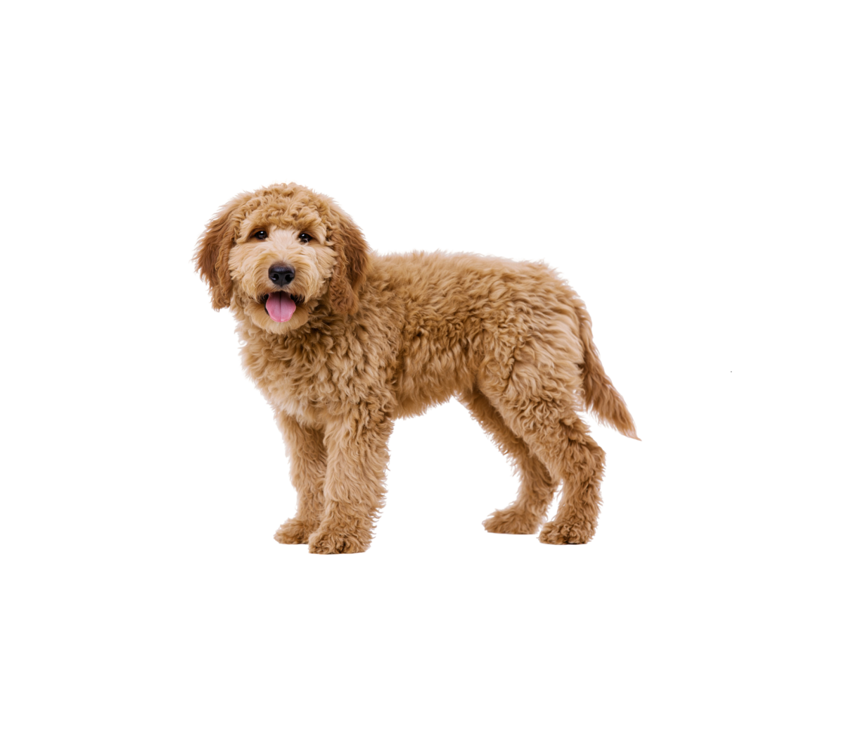 Pies rasy Goldendoodle – zdjęcie główne
