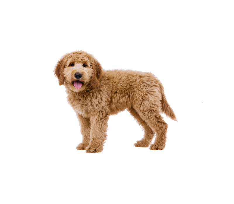 Pies rasy Goldendoodle – zdjęcie główne