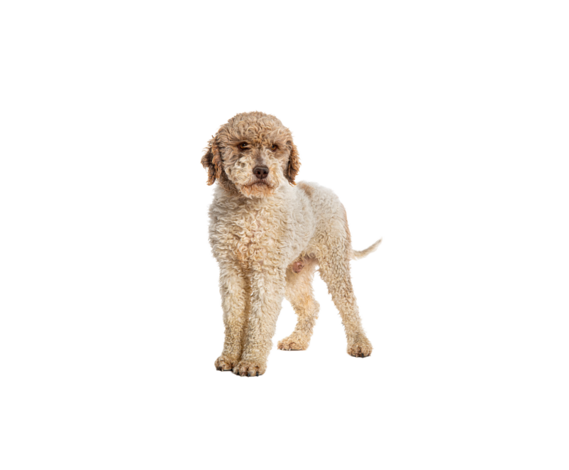 Pies rasy Lagotto Romagnolo – zdjęcie główne