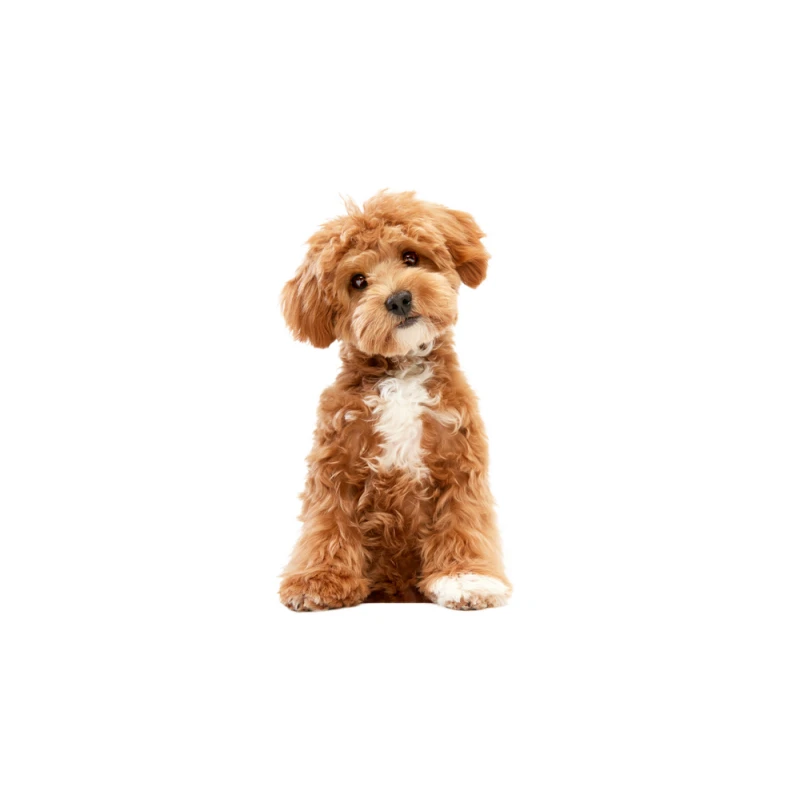 Pies rasy Maltipoo – zdjęcie główne