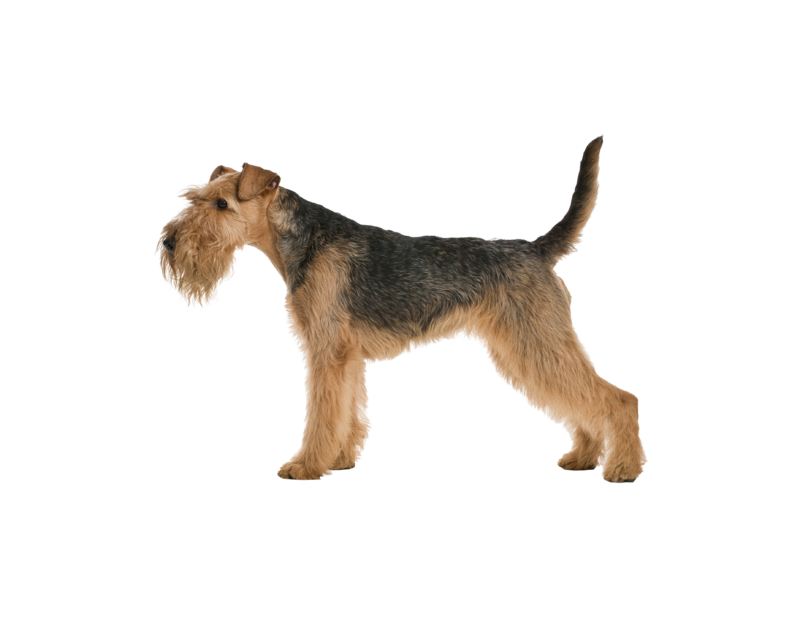 Pies rasy Airedale Terrier – zdjęcie główne