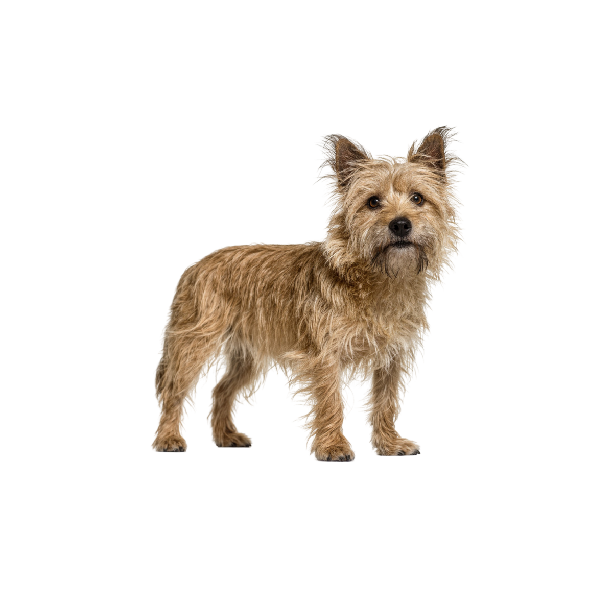 Pies rasy Cairn Terrier – zdjęcie główne
