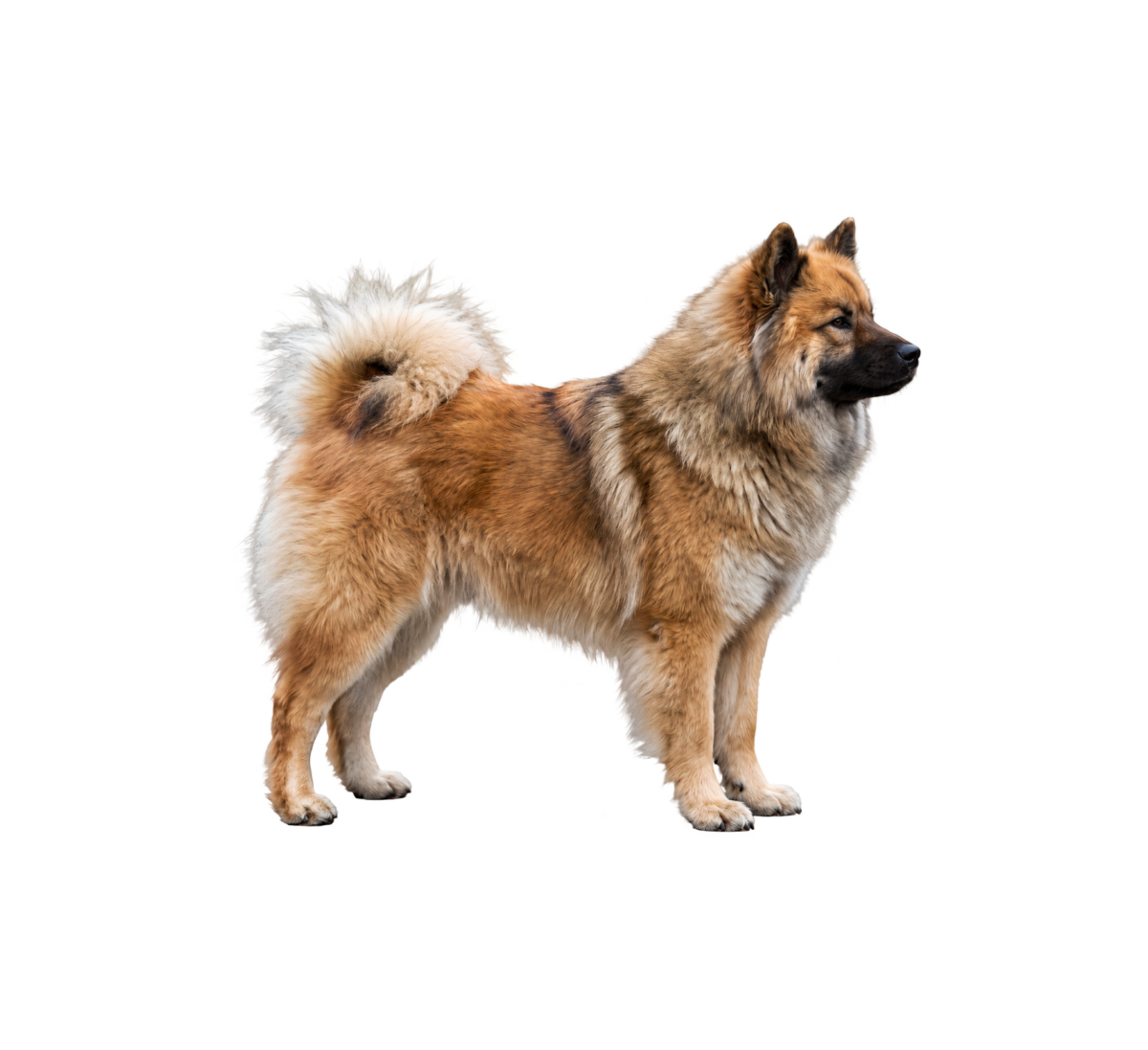 Pies rasy Eurasier – zdjęcie główne