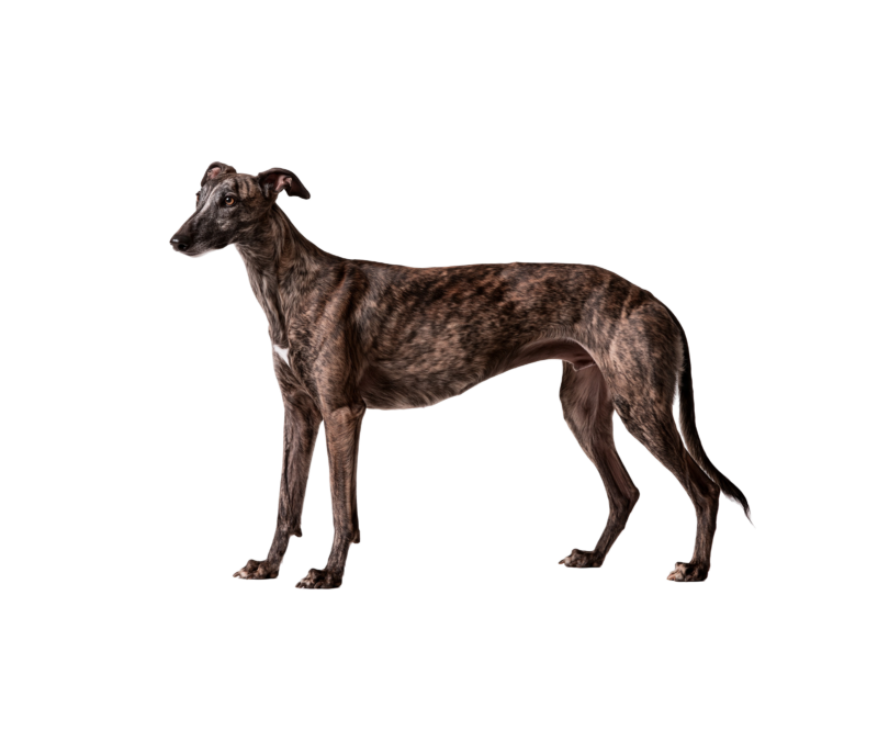 Pies rasy Greyhound– zdjęcie główne