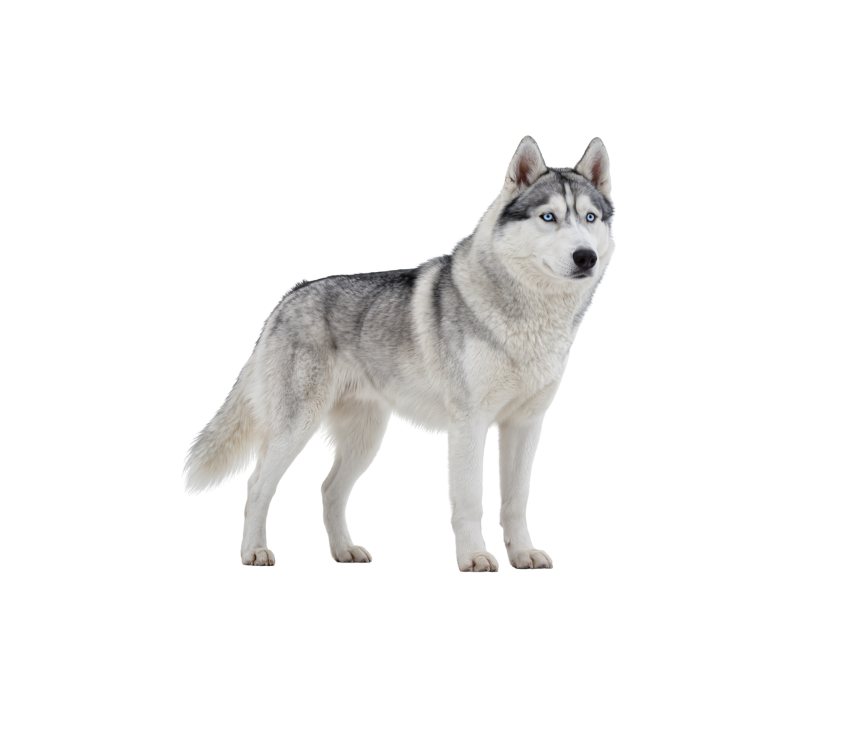 Pies rasy Husky Syberyjski – zdjęcie główne