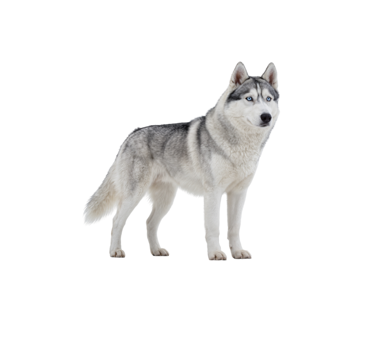 Pies rasy Husky Syberyjski – zdjęcie główne
