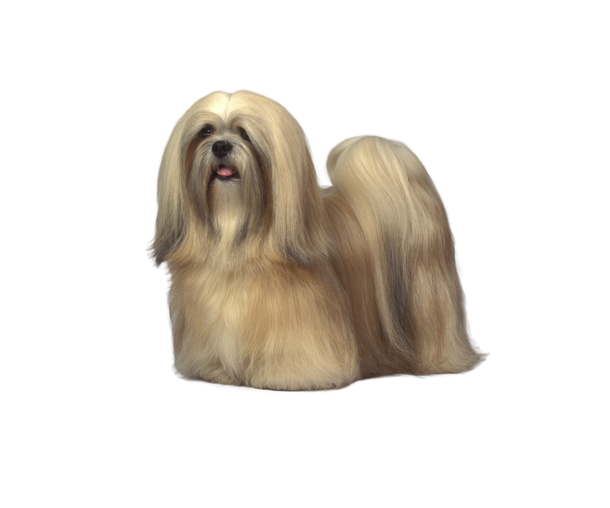 Pies rasy Lhasa apso– zdjęcie główne