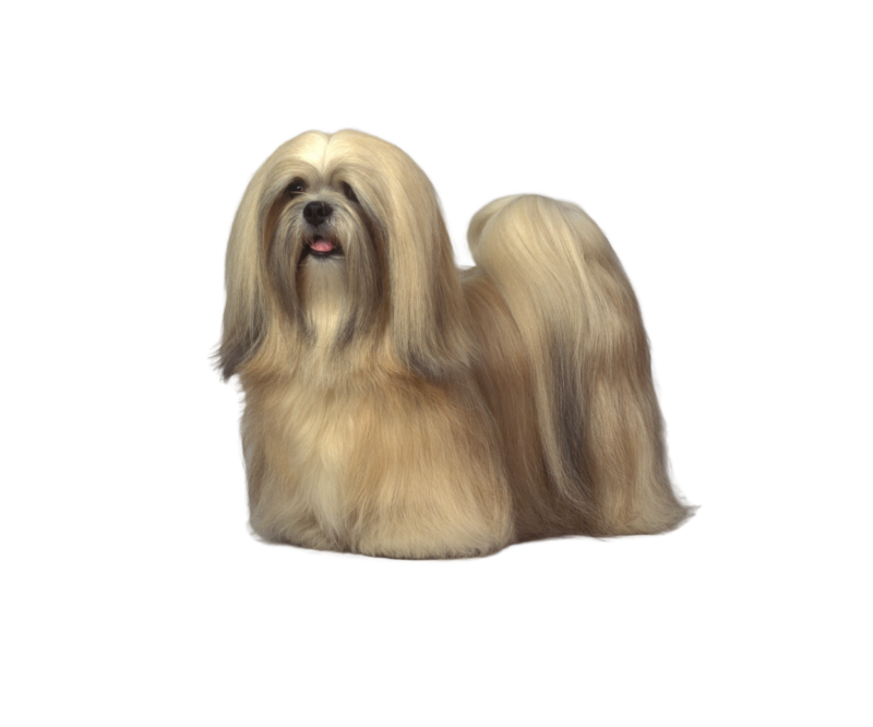 Pies rasy Lhasa apso– zdjęcie główne