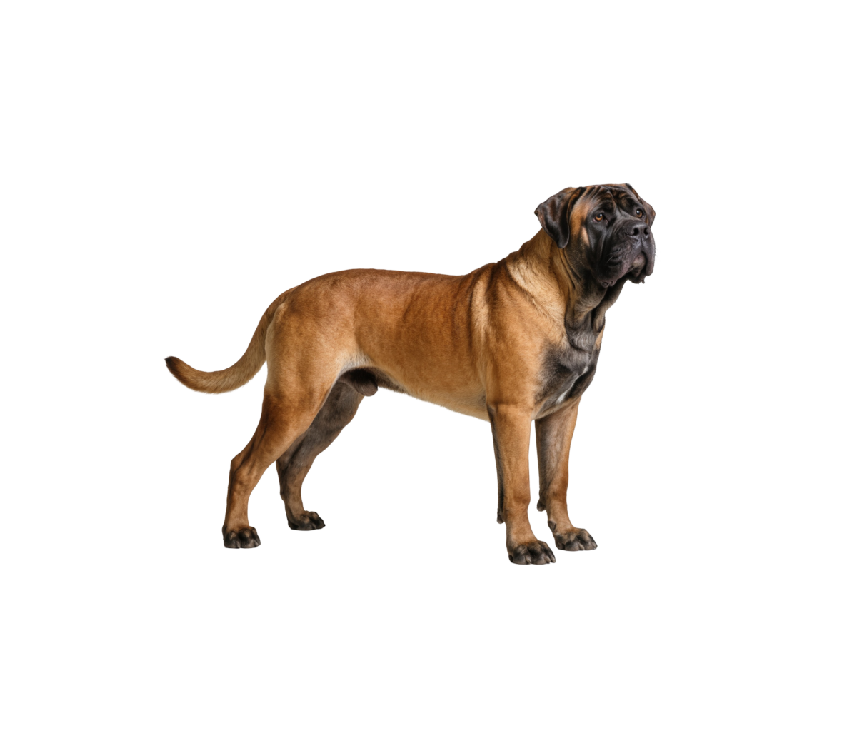 Pies rasy Mastiff Angielski – zdjęcie główne