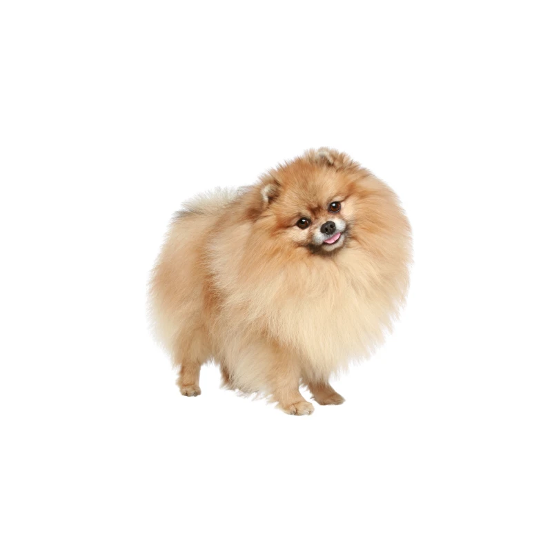 Pies rasy Pomeranian – zdjęcie główne