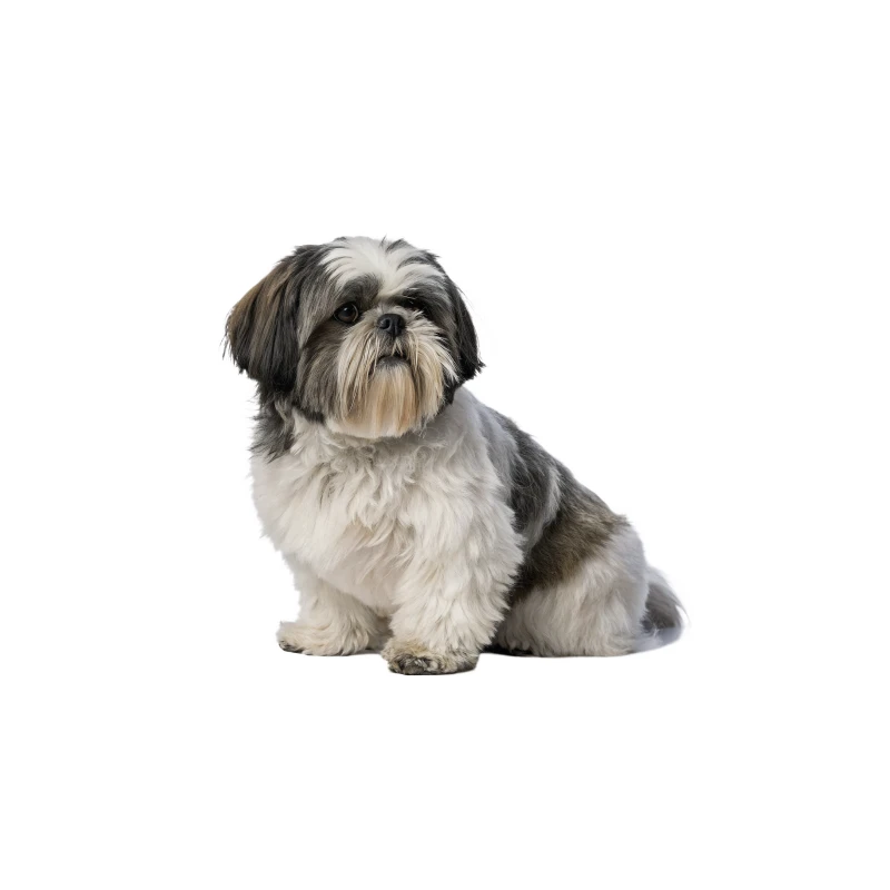 Pies rasy Shih Tzu – zdjęcie główne