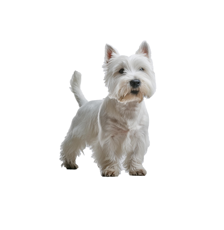 Pies rasy West Highland White Terrier – zdjęcie główne