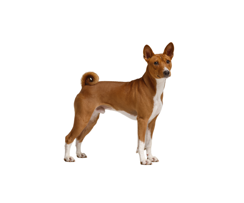 Pies rasy Basenji – zdjęcie główne