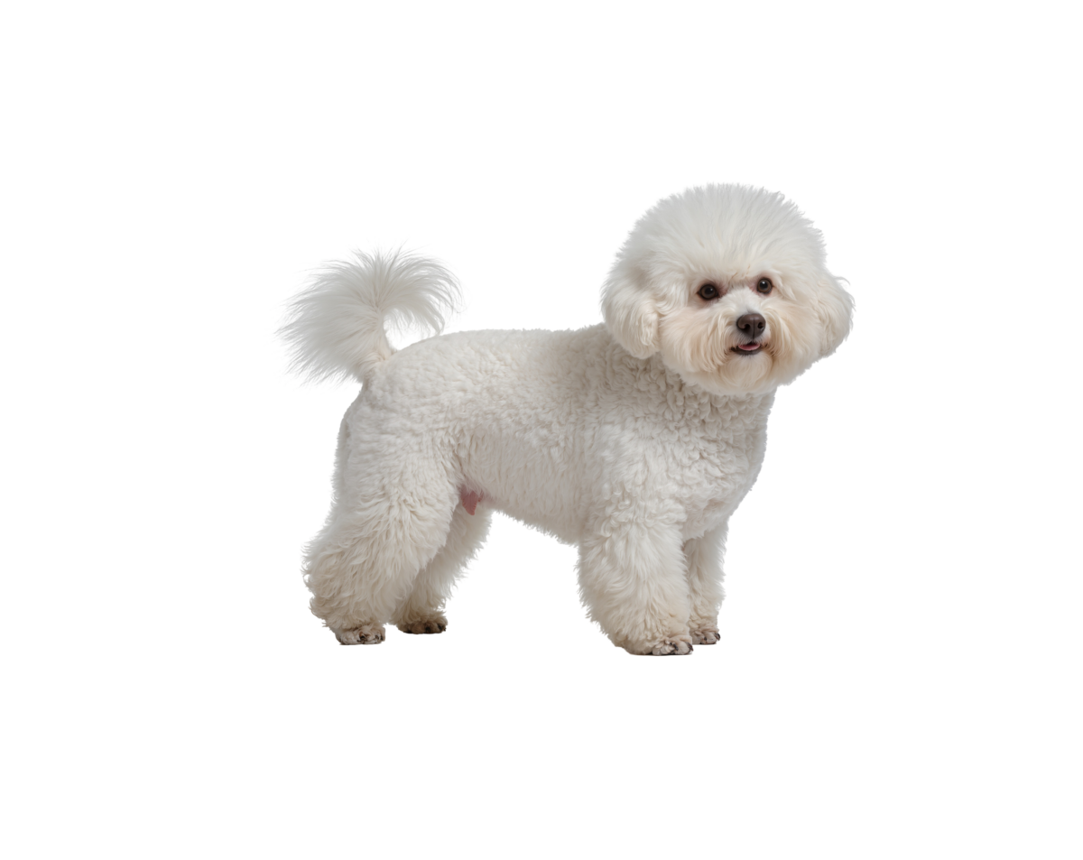 Pies rasy Bichon Frise – zdjęcie główne