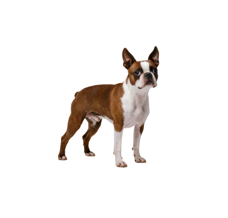 Pies rasy Boston Terrier – zdjęcie główne