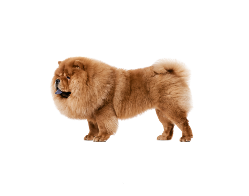 Pies rasy Chow chow – zdjęcie główne