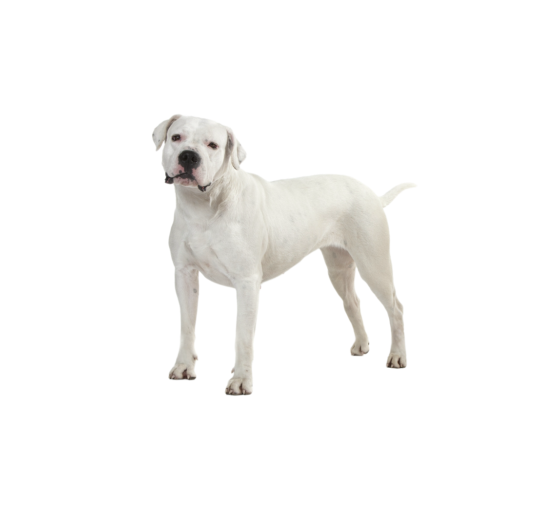 Pies rasy Dog Argentyński – zdjęcie główne