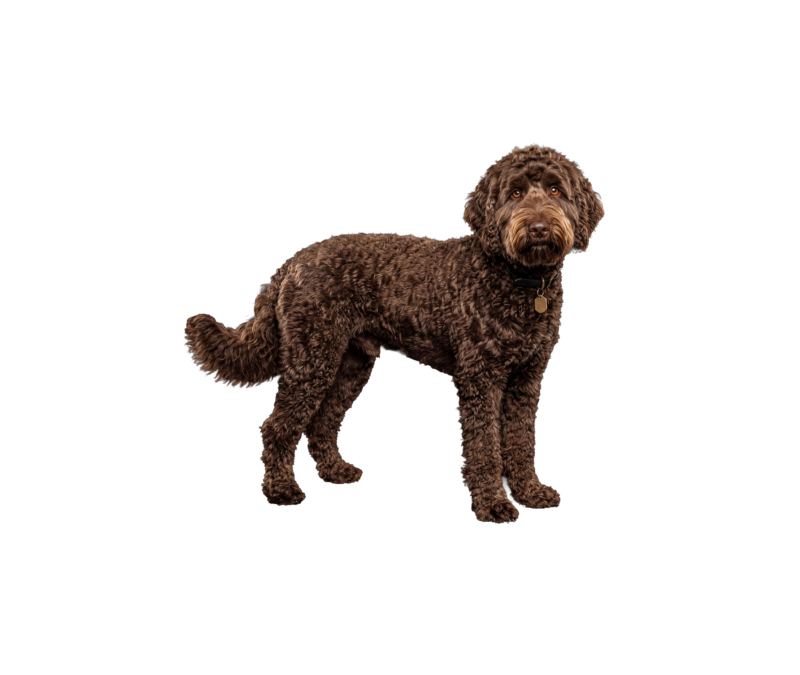 Pies rasy Labradoodle – zdjęcie główne