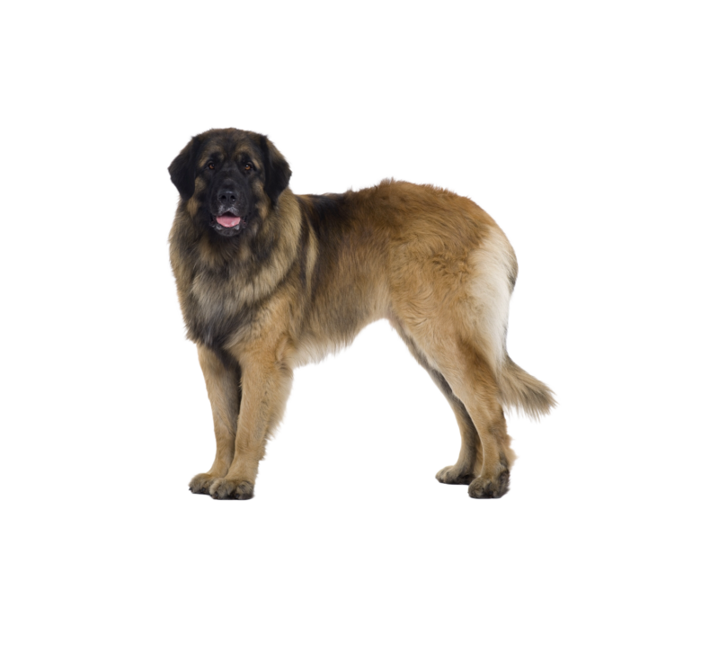 Pies rasy Leonberger – zdjęcie główne