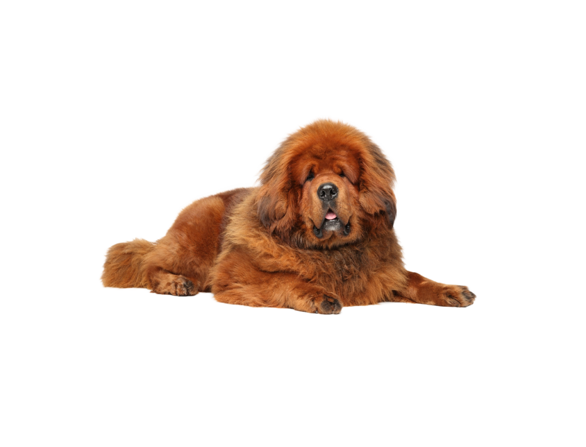 Pies rasy Mastiff Tybetański – zdjęcie główne