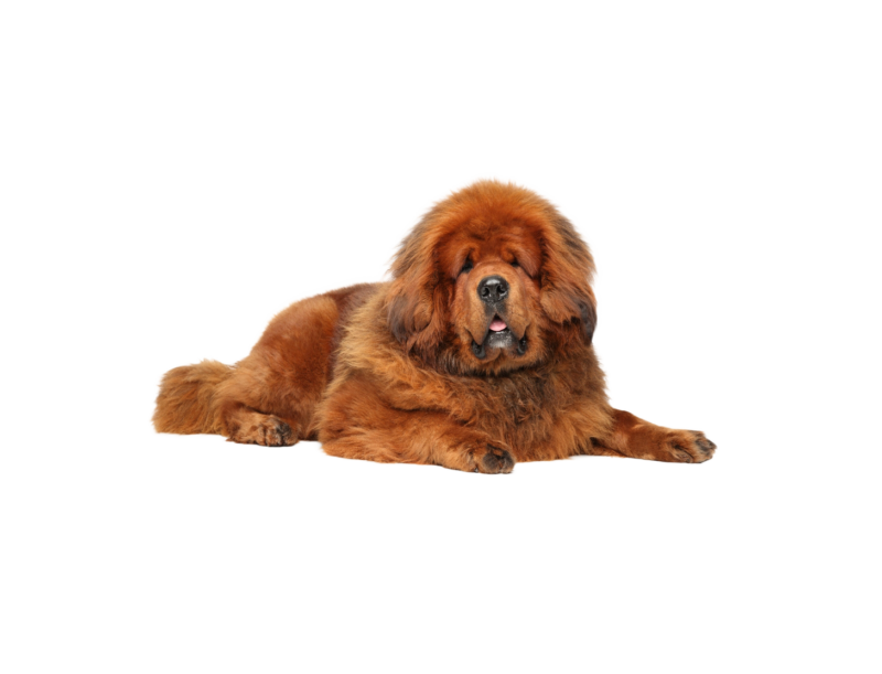 Pies rasy Mastiff Tybetański – zdjęcie główne
