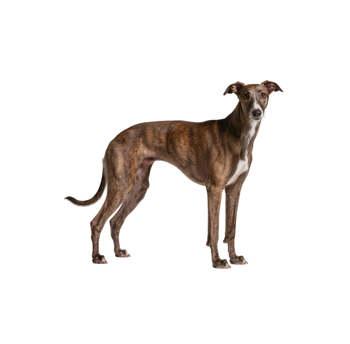 Pies rasy Whippet – zdjęcie główne