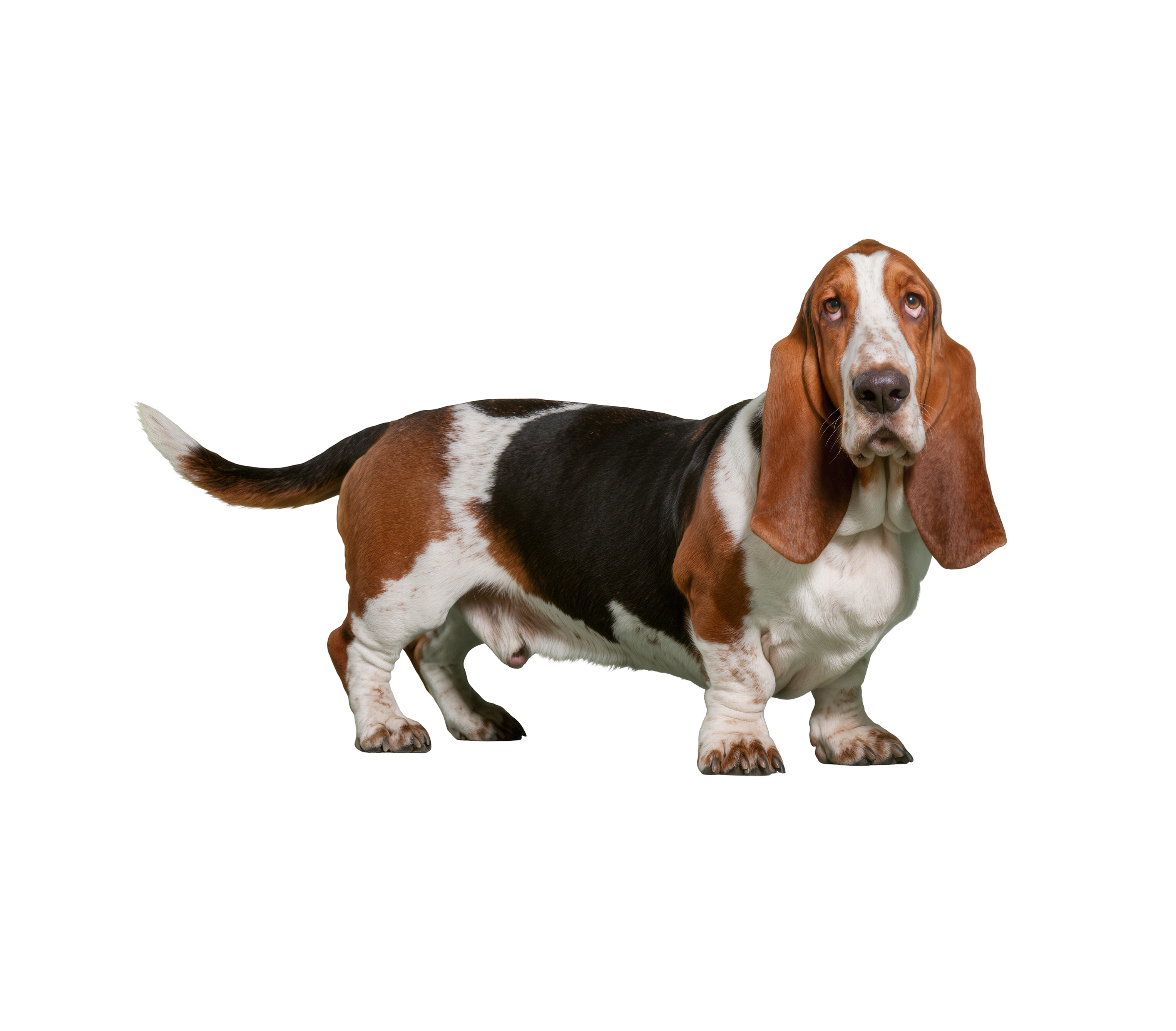 Pies rasy Basset Hound – zdjęcie główne