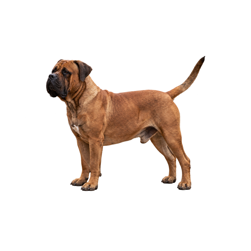 Pies rasy Boerboel – zdjęcie główne