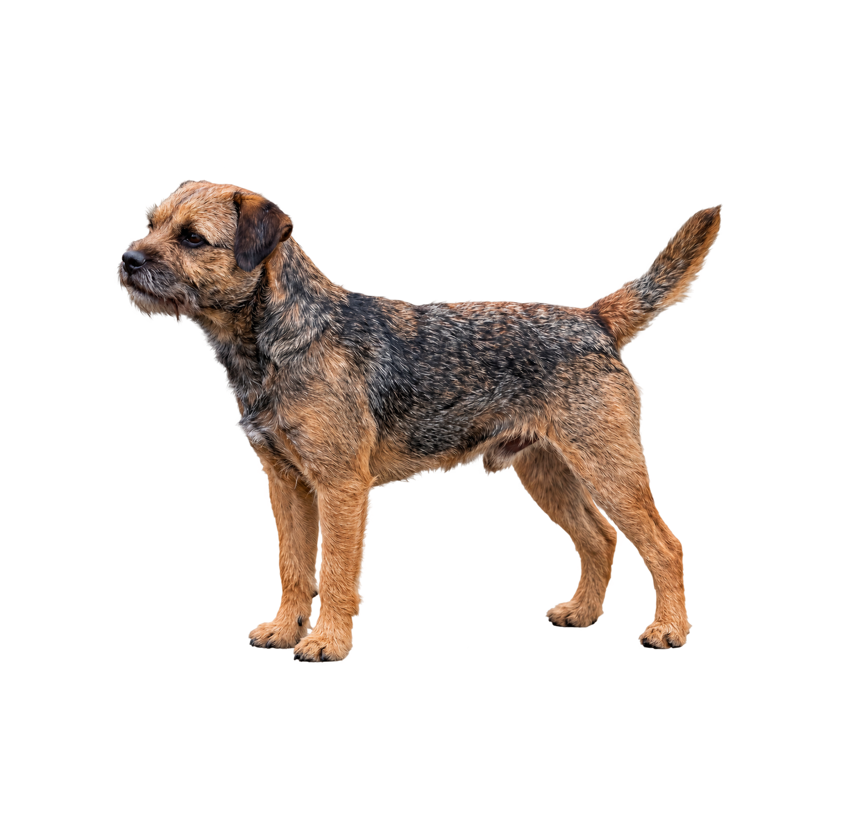 Pies rasy Border Terrier – zdjęcie główne