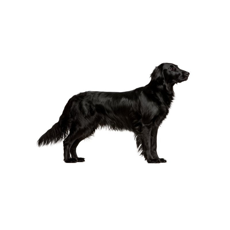 Pies rasy Flat Coated Retriever – zdjęcie główne