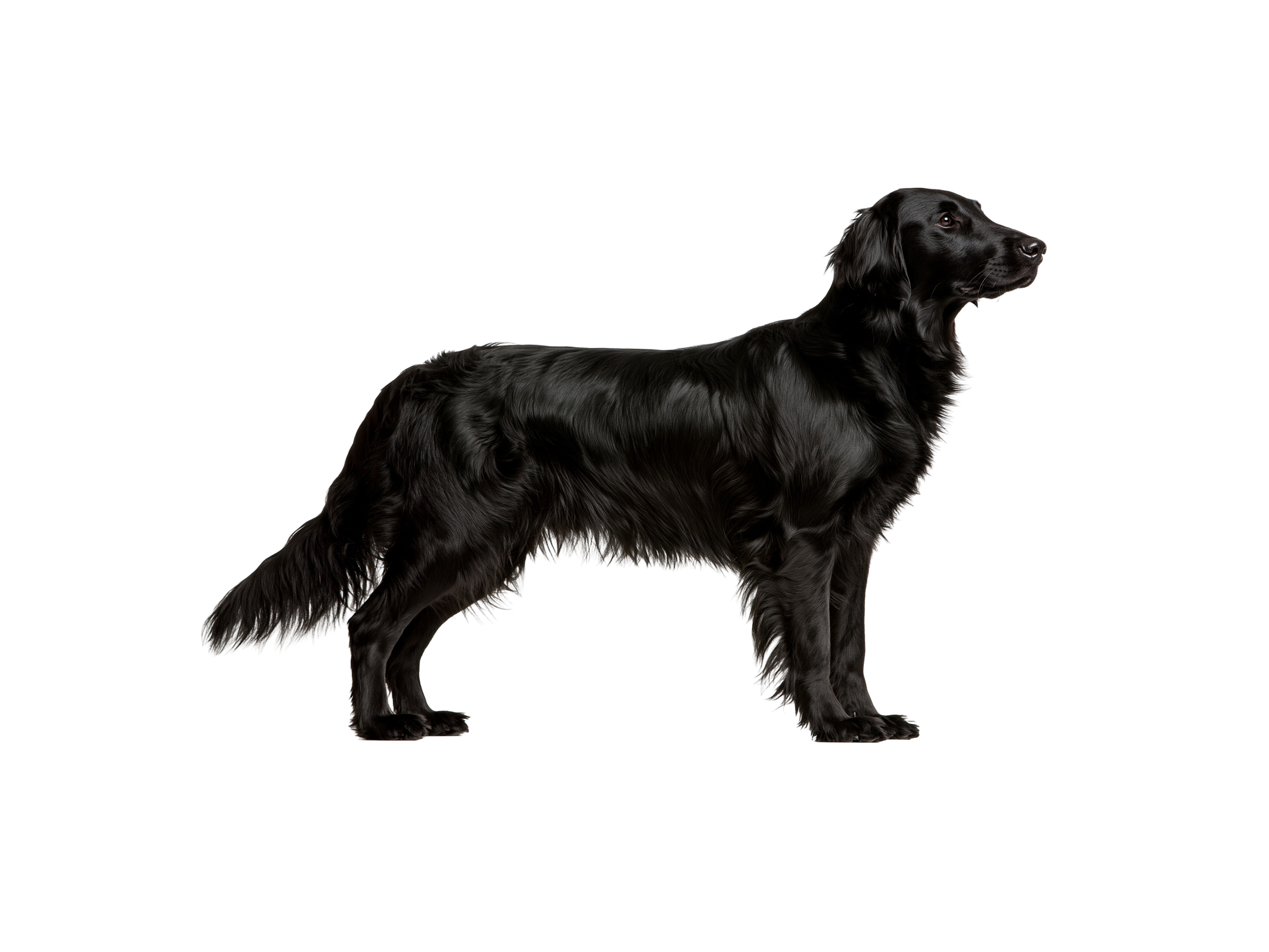 Pies rasy Flat Coated Retriever – zdjęcie główne