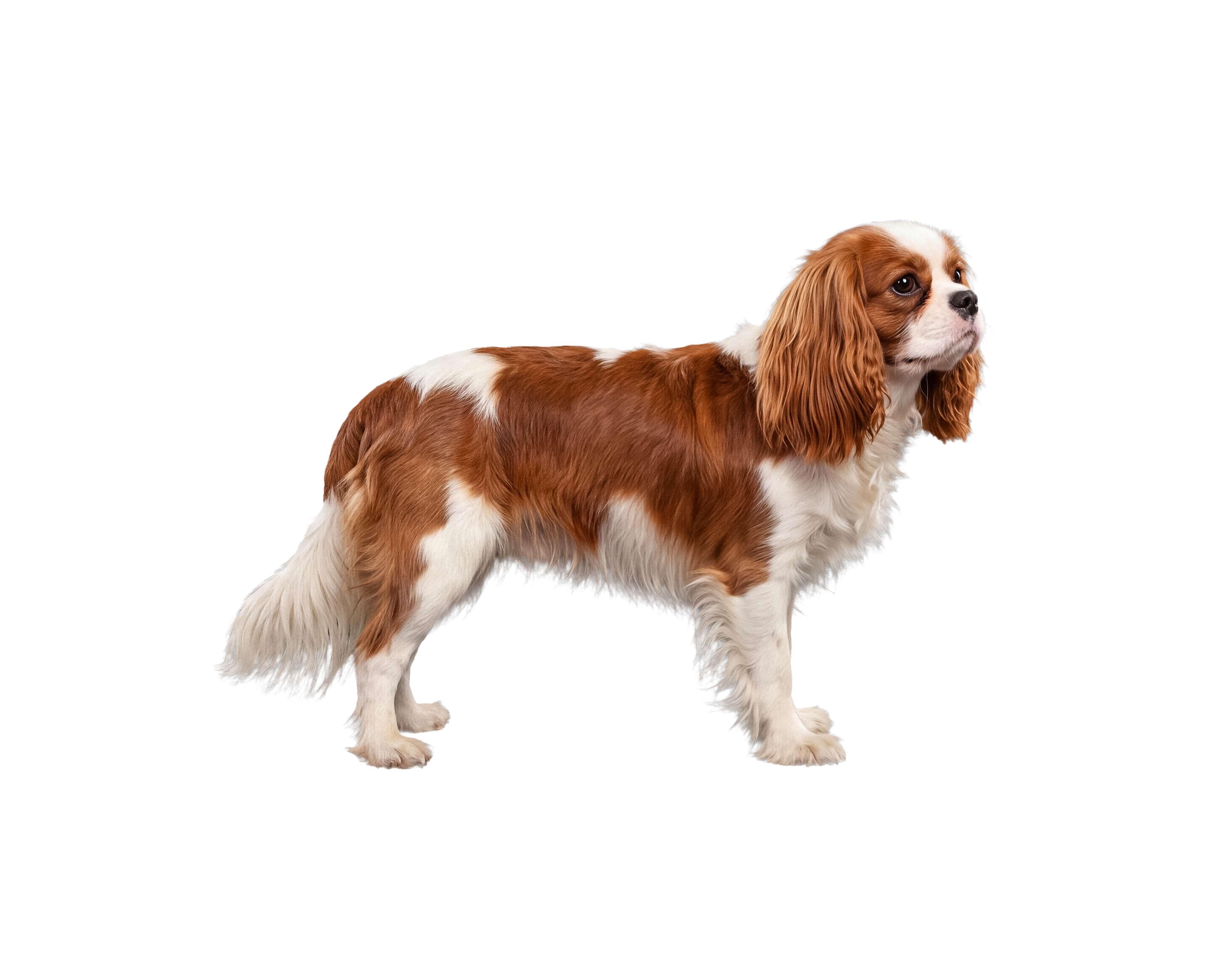 Pies rasy King Charles Spaniel – zdjęcie główne
