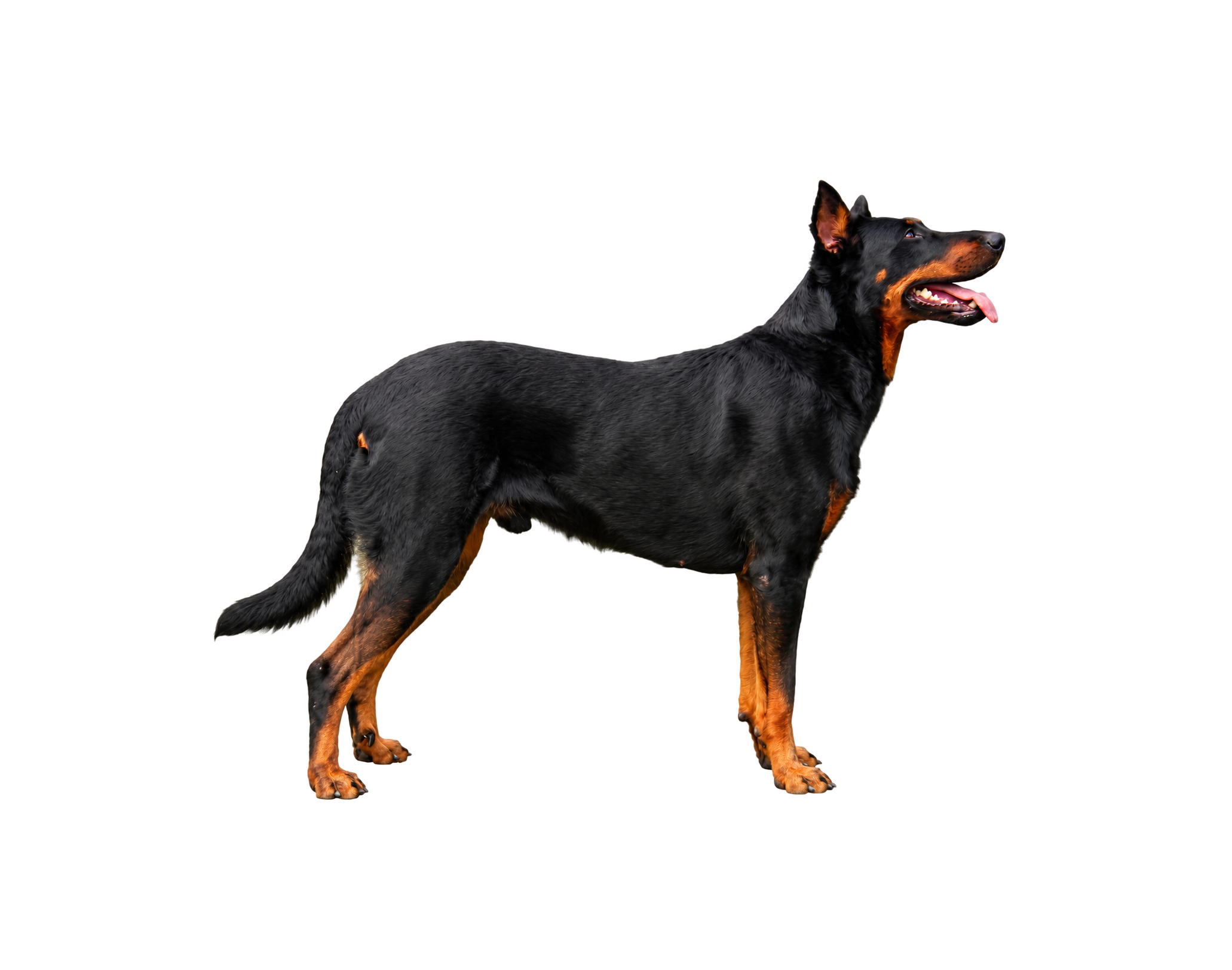 Pies rasy Owczarek francuski beauceron – zdjęcie główne