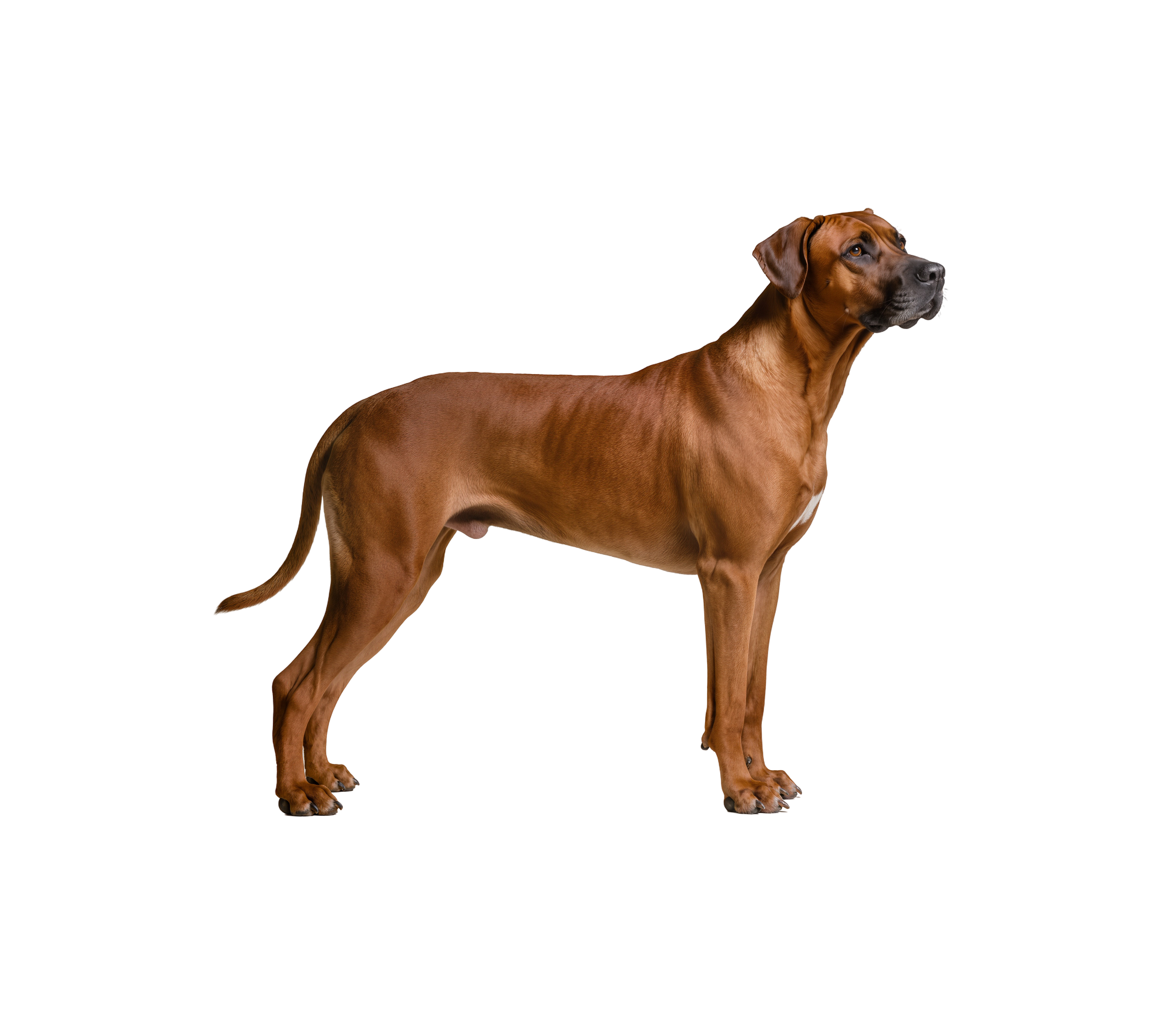 Pies rasy Rhodesian Ridgeback – zdjęcie główne