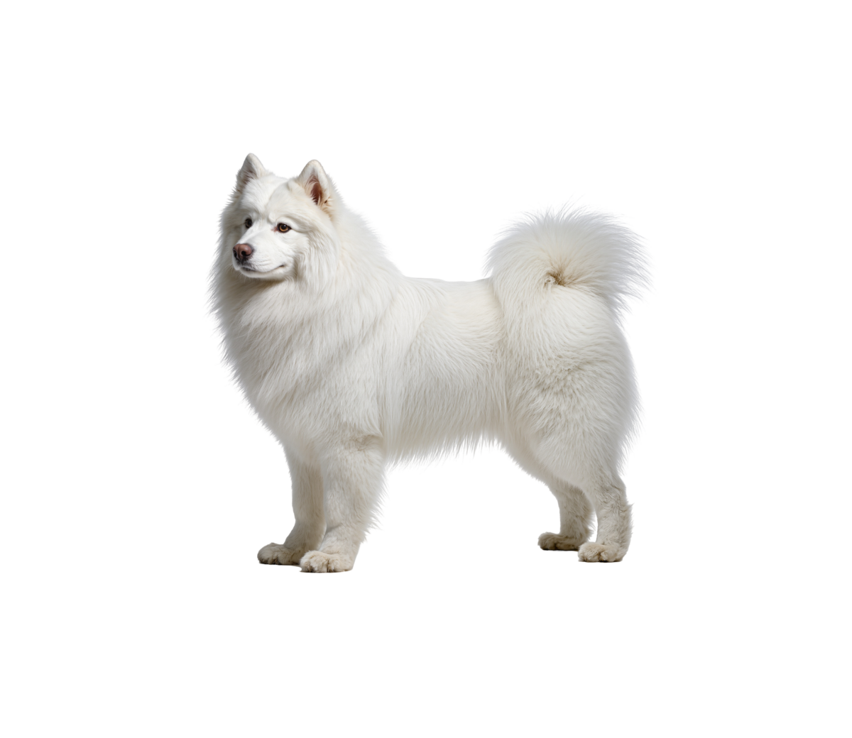 Pies rasy Samoyed – zdjęcie główne