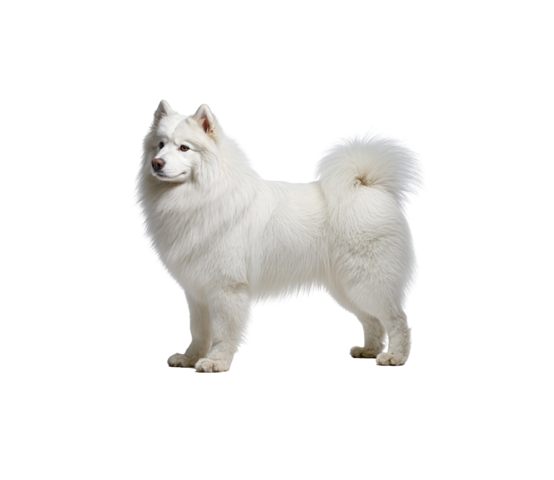 Pies rasy Samoyed – zdjęcie główne